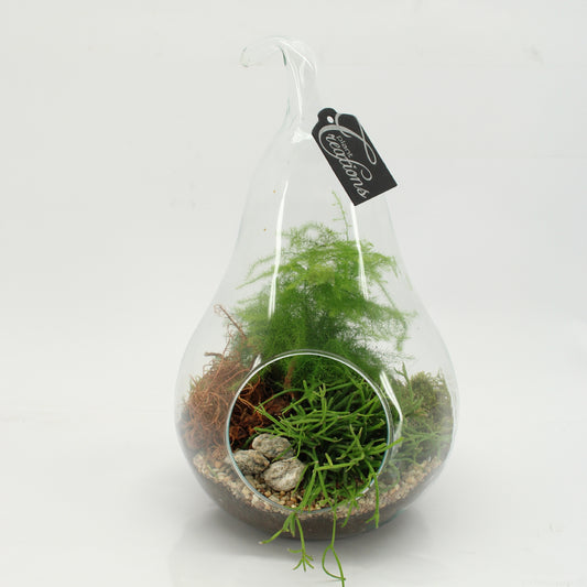 arr. Kamerplanten GRCR-2606 30cm 18cm Pot