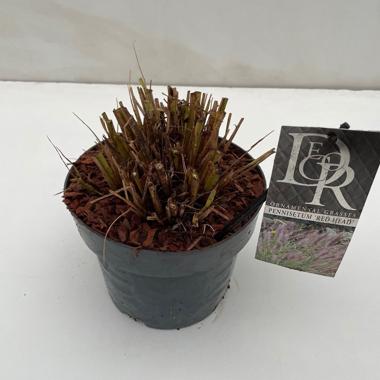 Pennisetum Red Head 50cm 19cm Pot