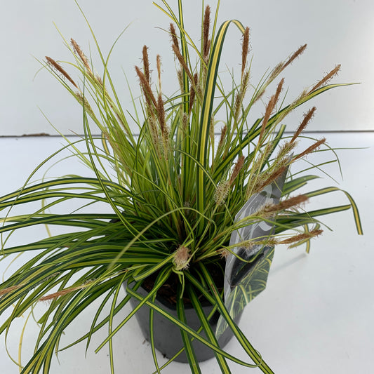 Carex osh. Evercolor Eversheen 30cm 17cm Pot