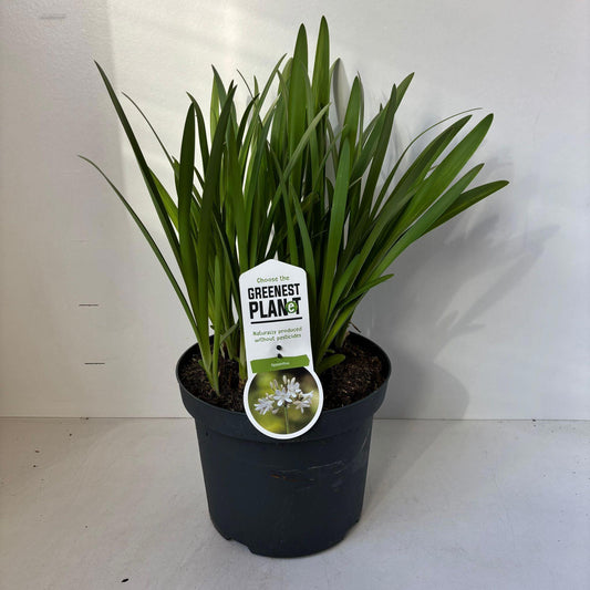 Agapanthus africanus 45cm 26cm Pot