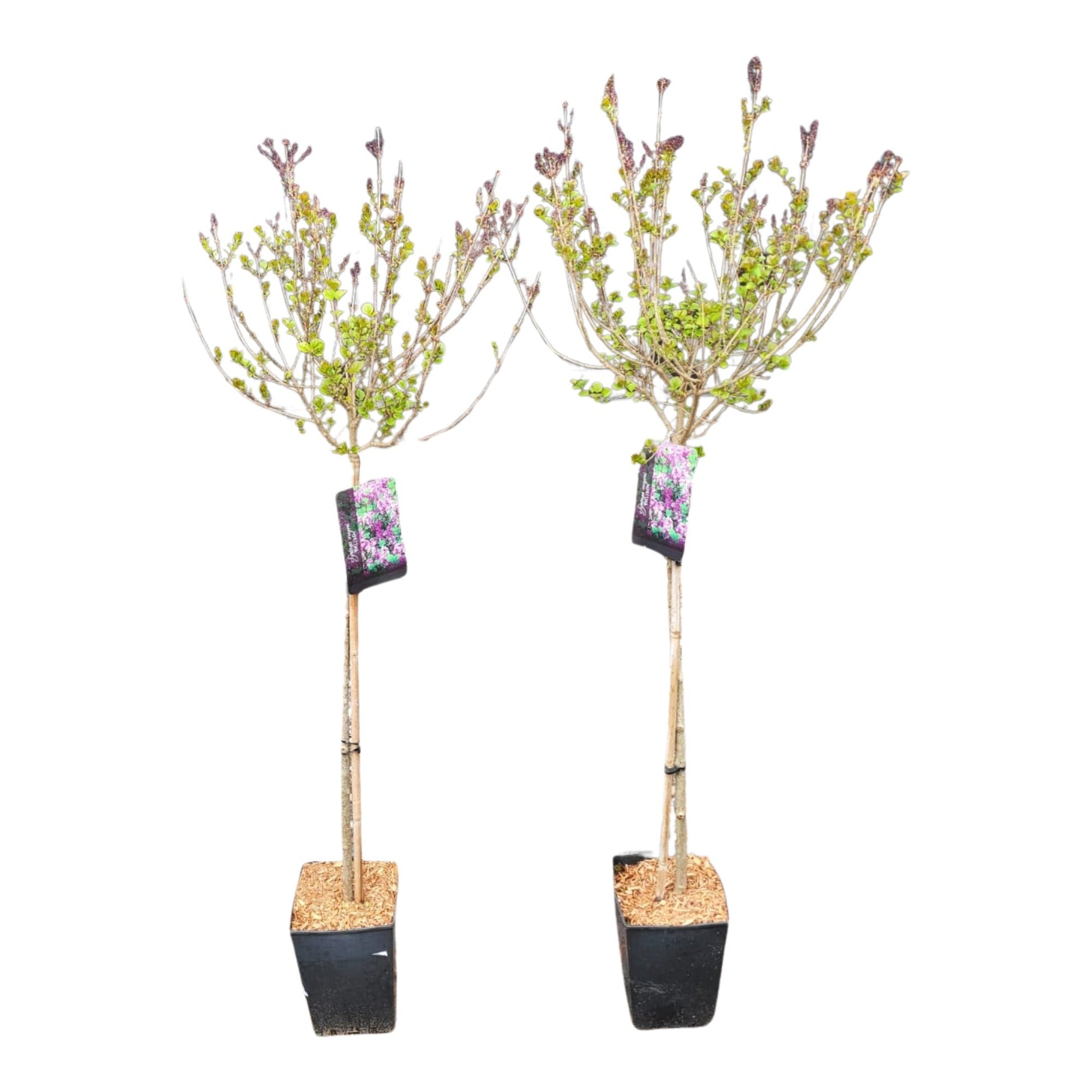 Syringa meyeri Palibin 130cm 26cm Pot