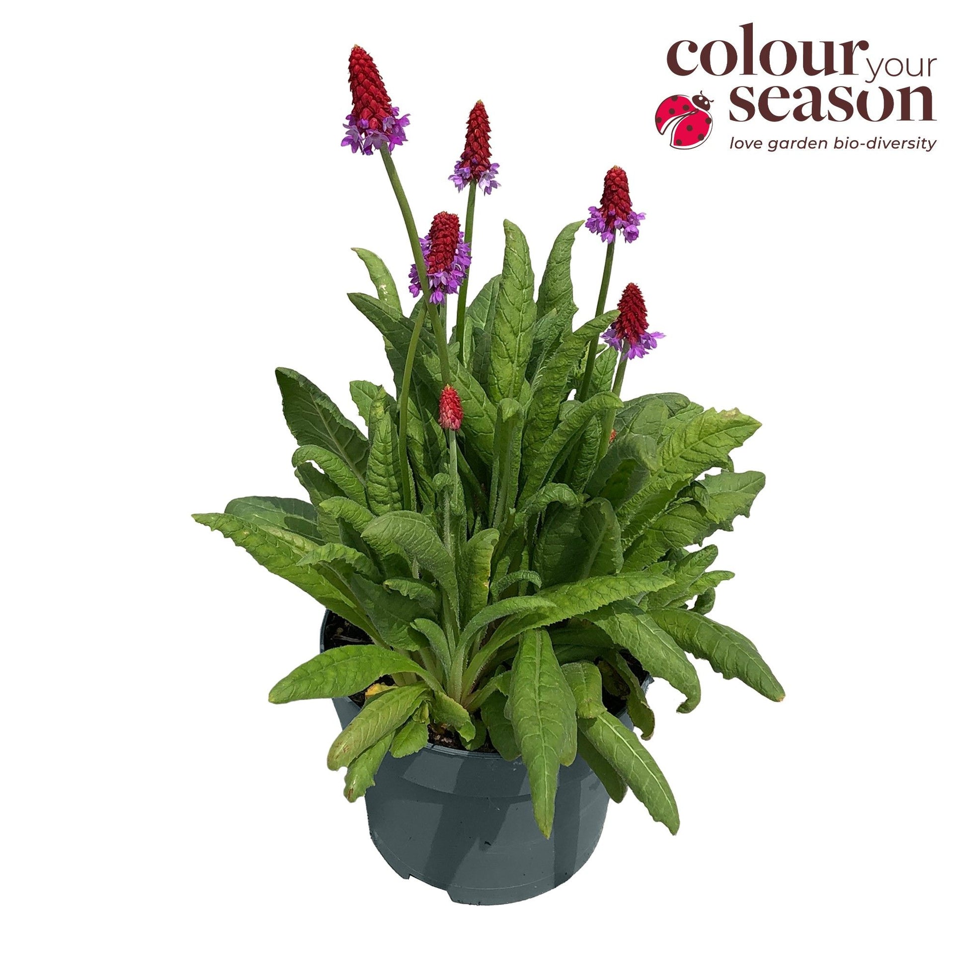 Primula vialii 40cm 19cm Pot