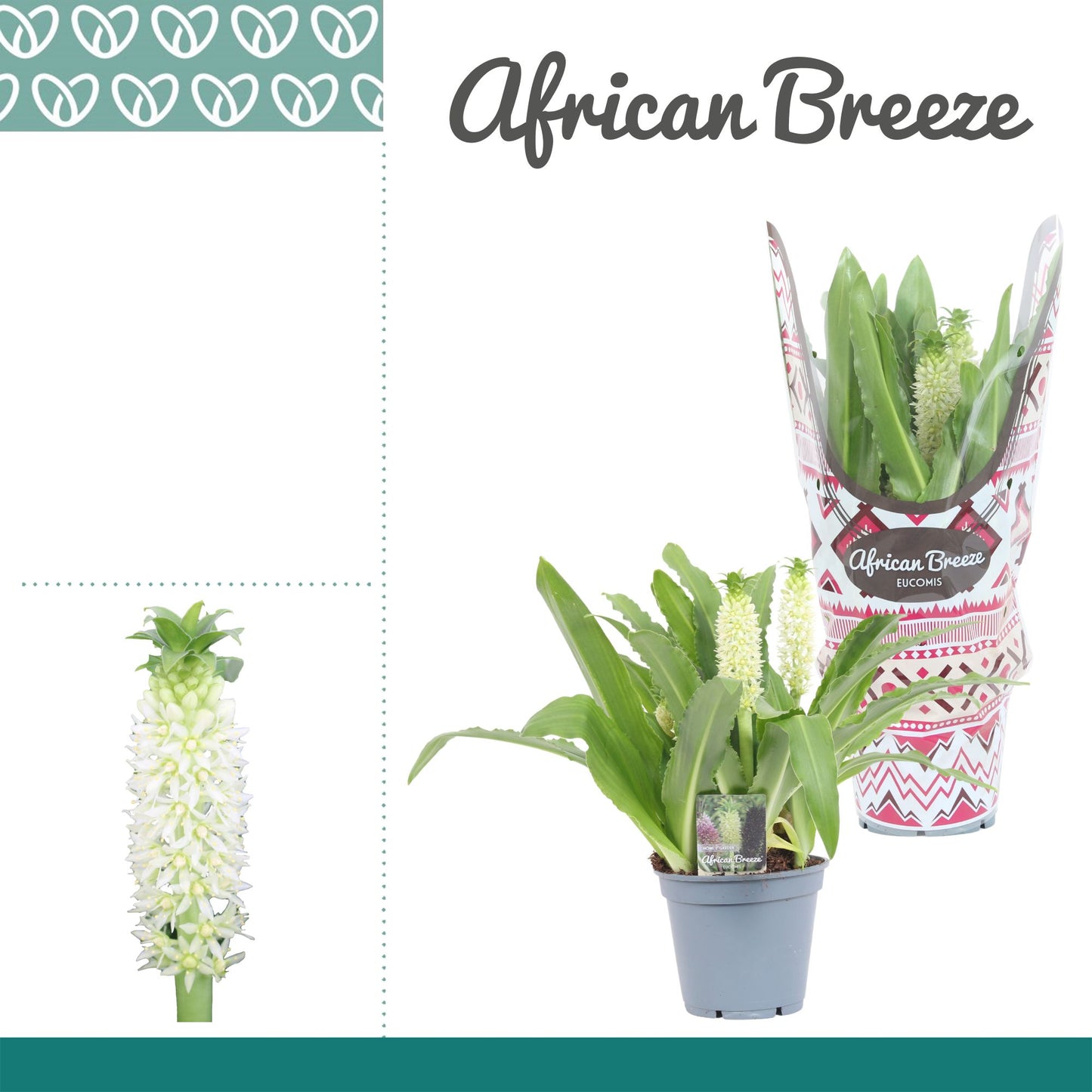 Eucomis autumnalis 40cm 17cm Pot