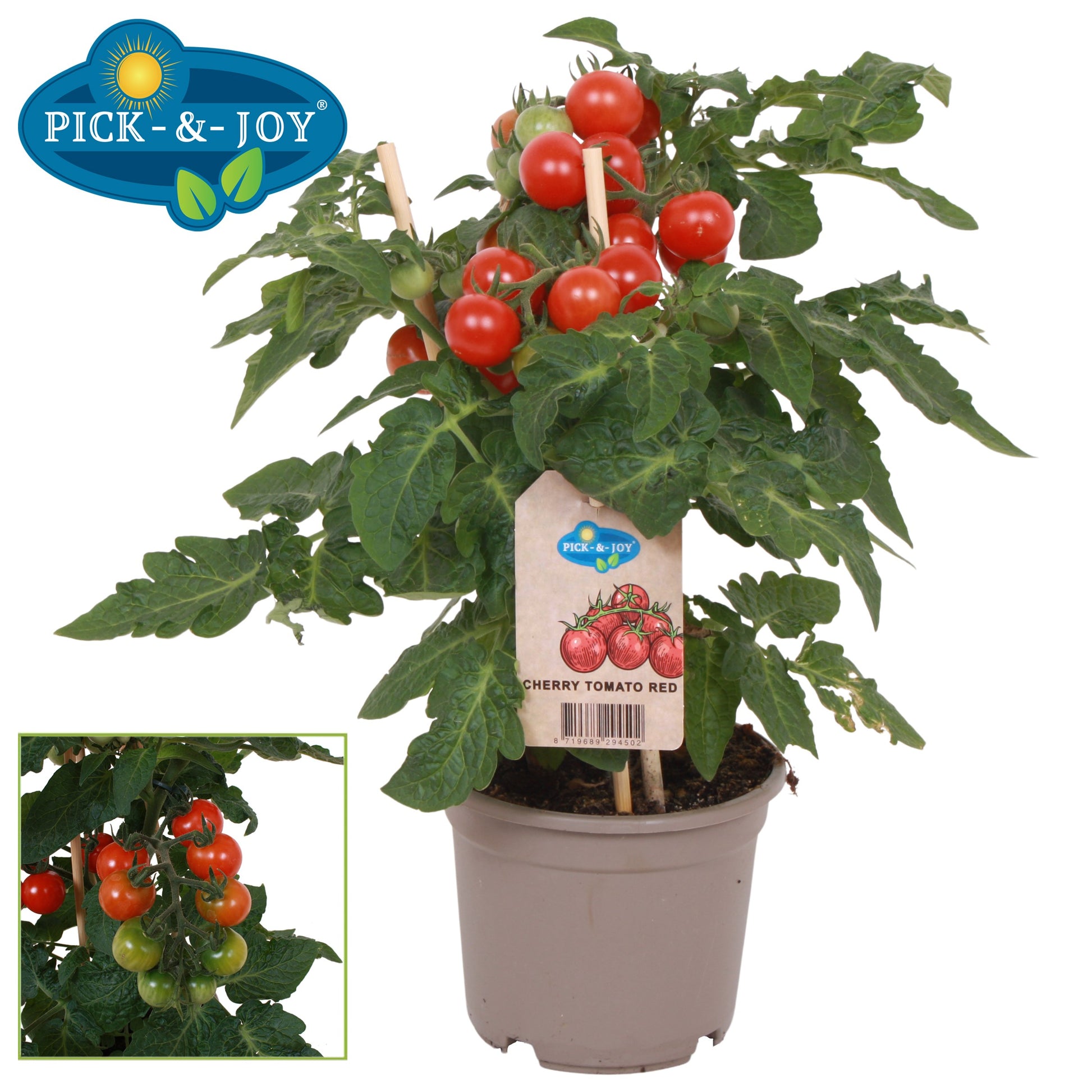 PICK&JOY Cherry Tomato red 30cm 12cm Pot