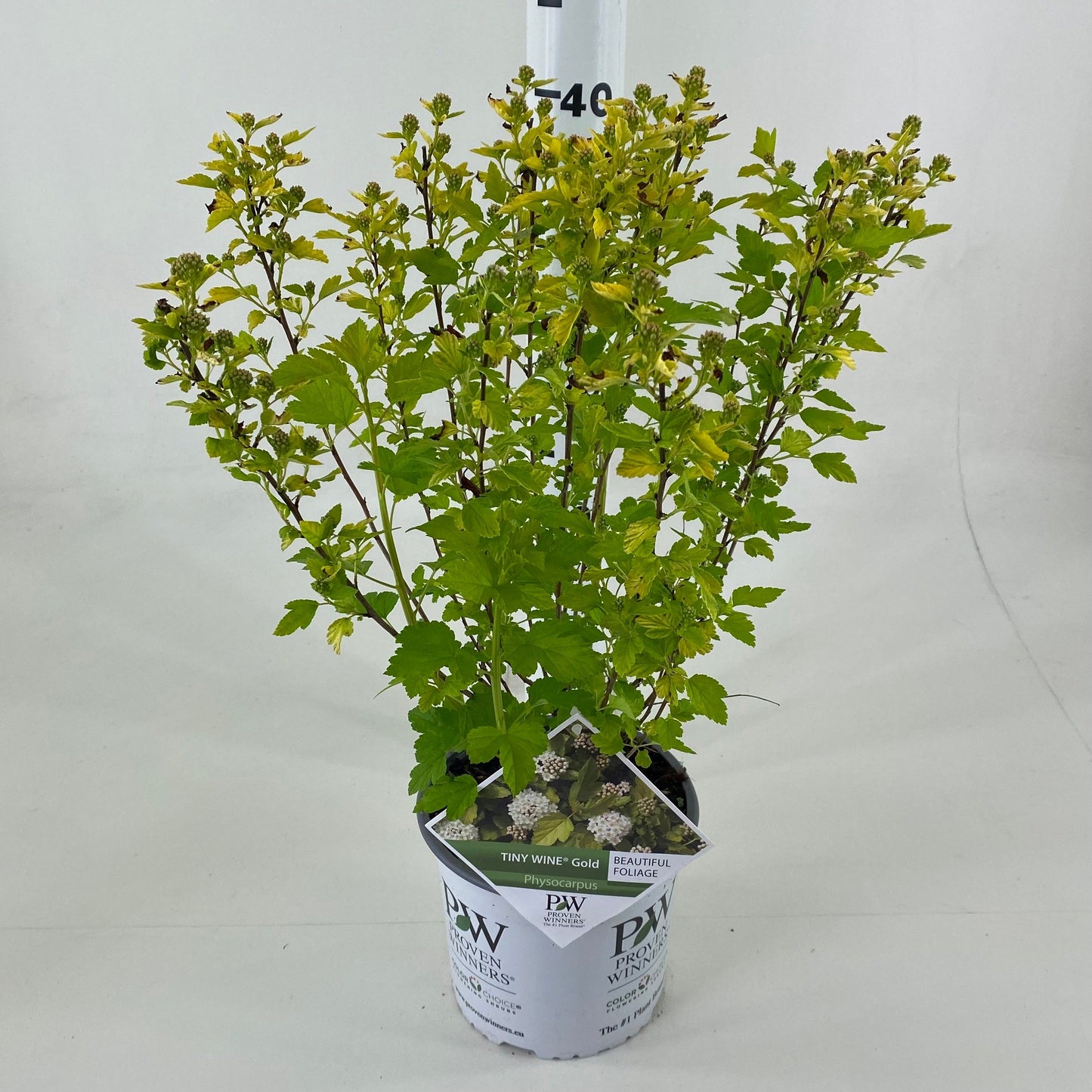 Physocarpus opulifolius 25cm 19cm Pot