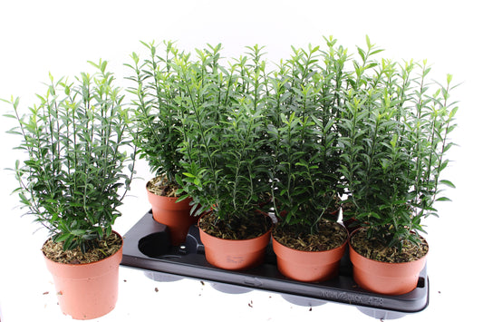Euonymus jap. Microphyllus 35cm 13cm Pot