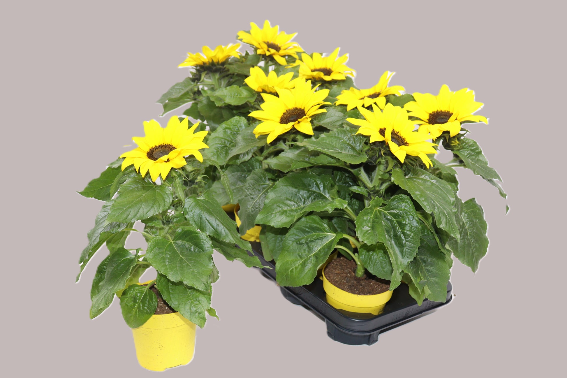 Helianthus ann. Sunsation 39cm 12cm Pot