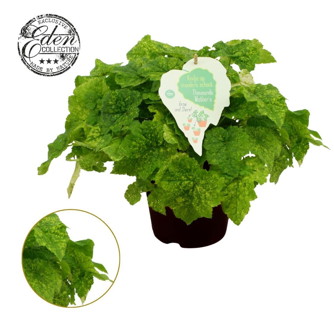 Tolmiea menziesii Variegata 25cm 15cm Pot