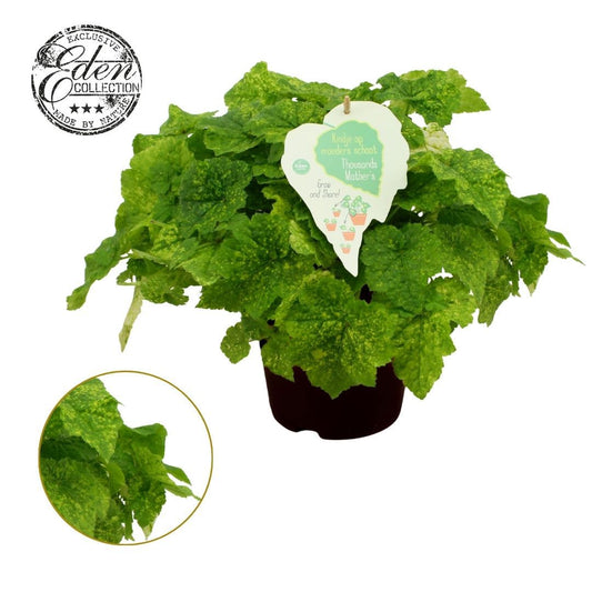 Tolmiea menziesii Variegata 25cm 15cm Pot