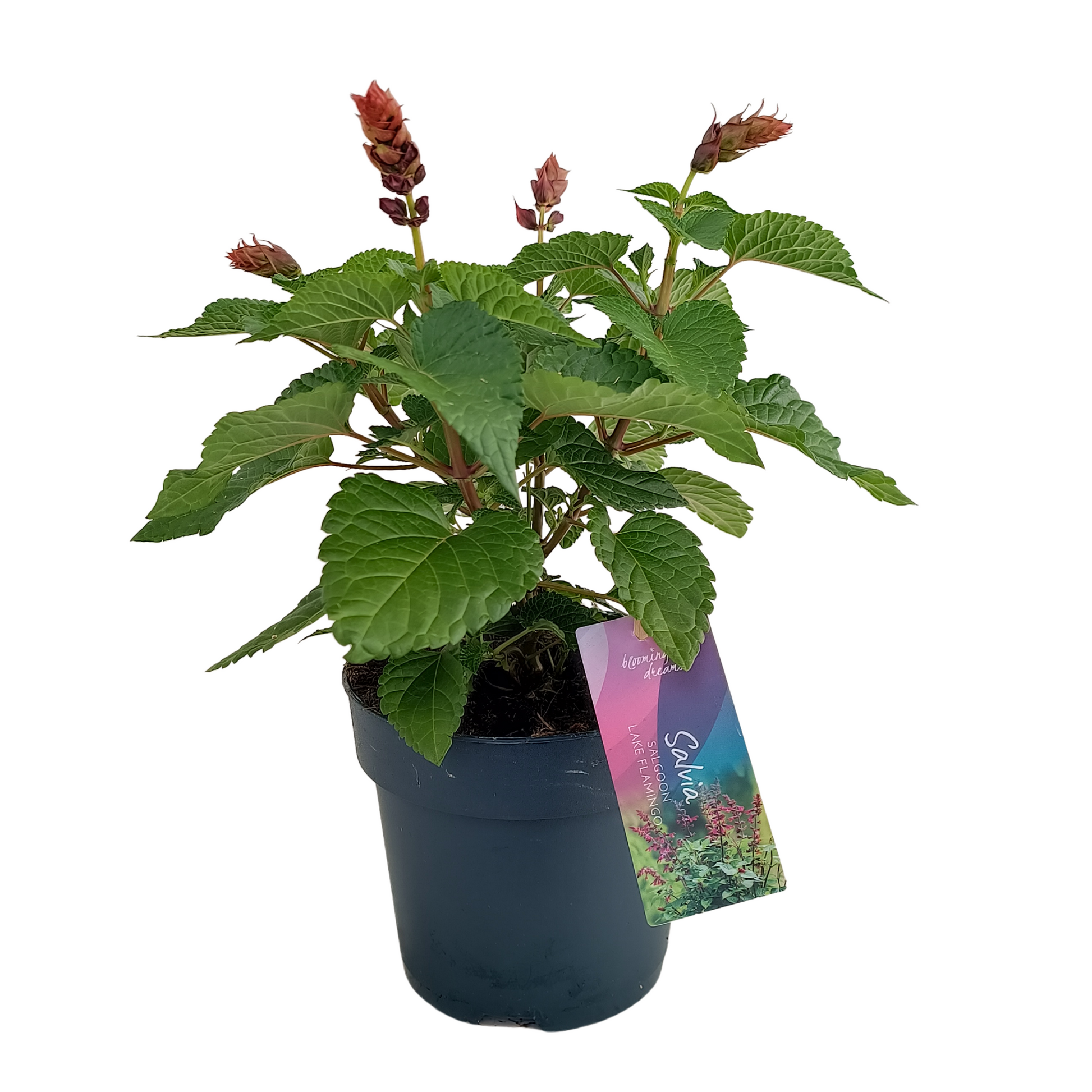 Salvia Salgoon Lake Flamingo 50cm 17cm Pot