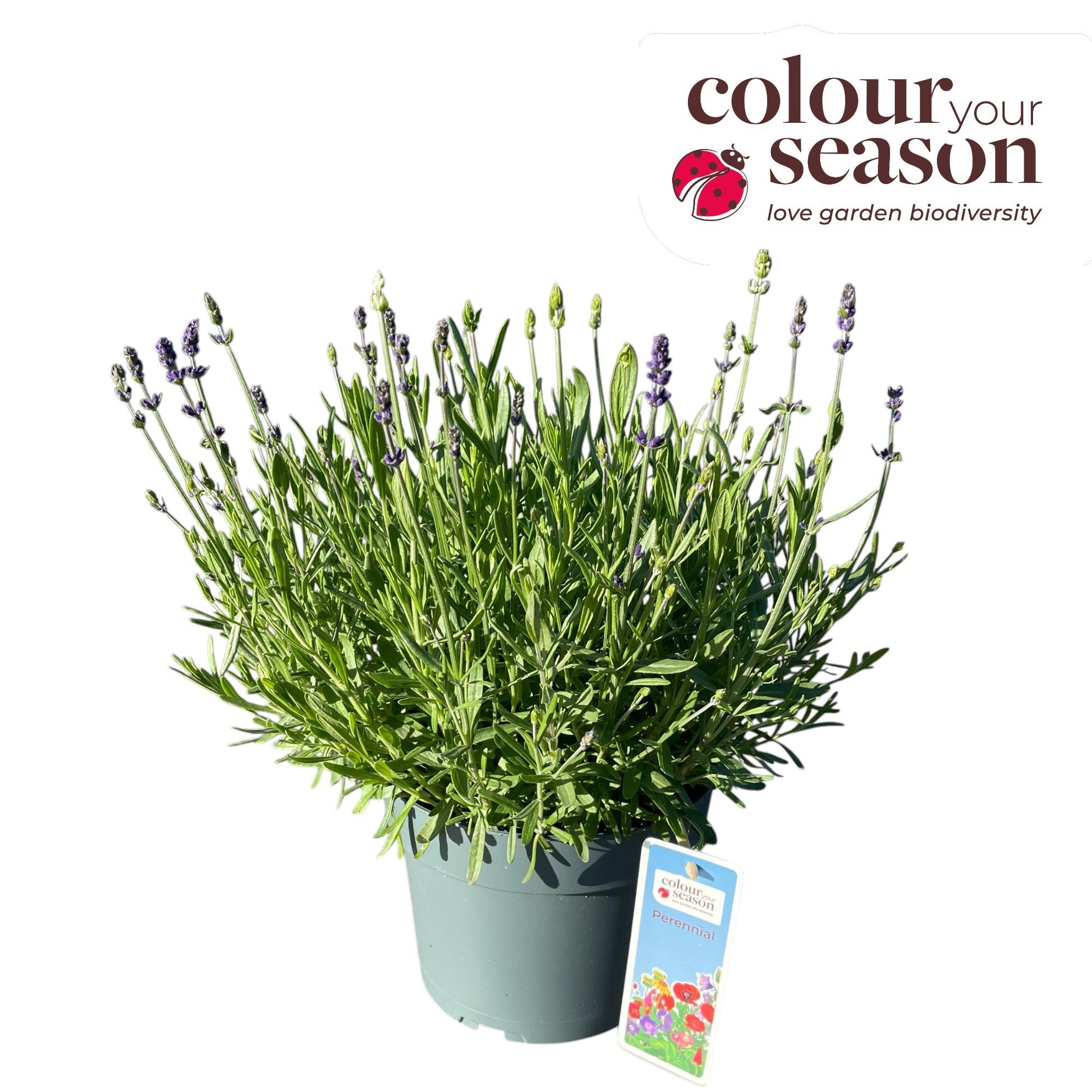 Lavandula angustifolia 40cm 19cm Pot