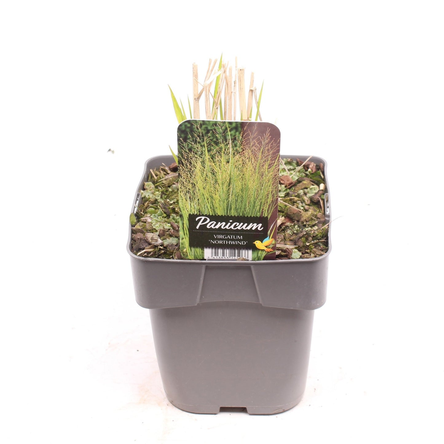 Panicum virgatum 35cm 17cm Pot
