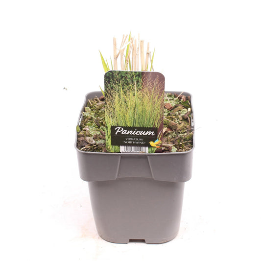 Panicum virgatum 35cm 17cm Pot