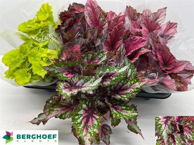 Begonia Beleaf mix 22cm 12cm Pot