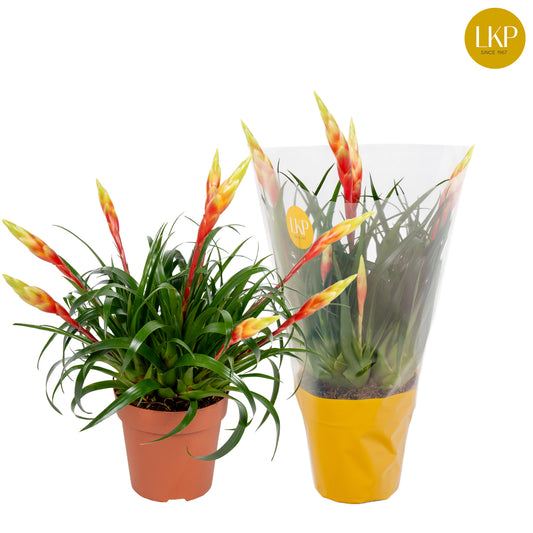 Vriesea Shannon 40cm 12cm Pot