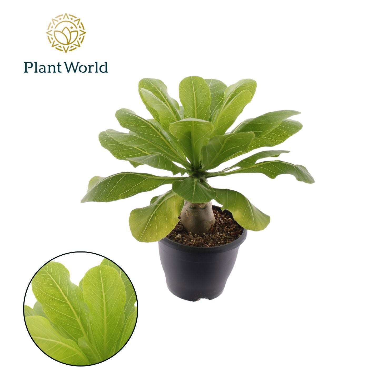 Brighamia Hawaiian Palm 40cm 21cm Pot