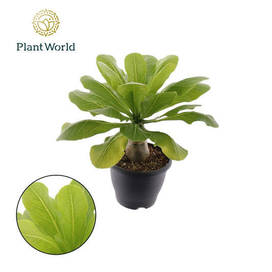 Brighamia Hawaiian Palm 40cm 21cm Pot