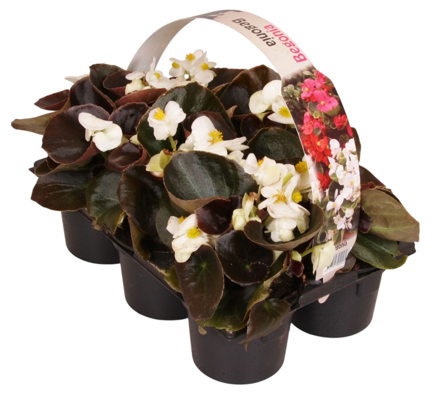 Begonia semp. dark leaf white 15cm 9cm Pot