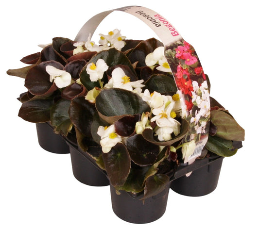 Begonia semp. dark leaf white 15cm 9cm Pot