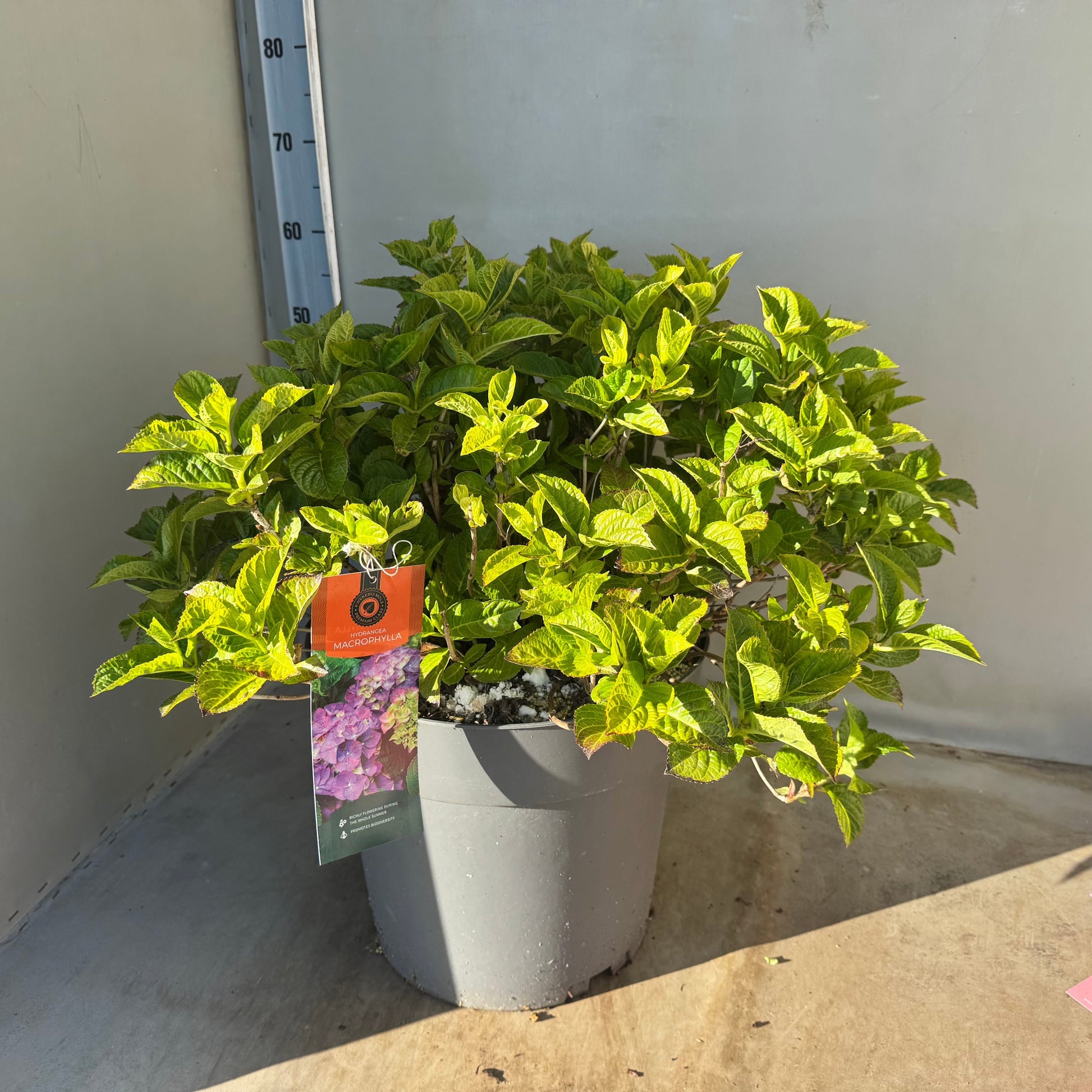 Hydrangea macrophylla Ningbo 50cm 35cm Pot