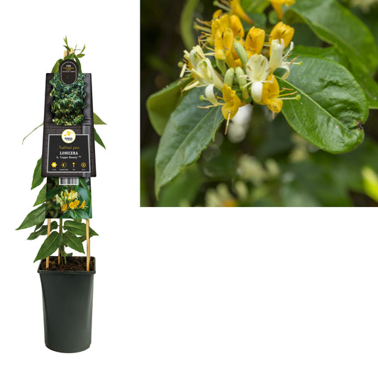 Lonicera Copper Beauty 75cm 17cm Pot