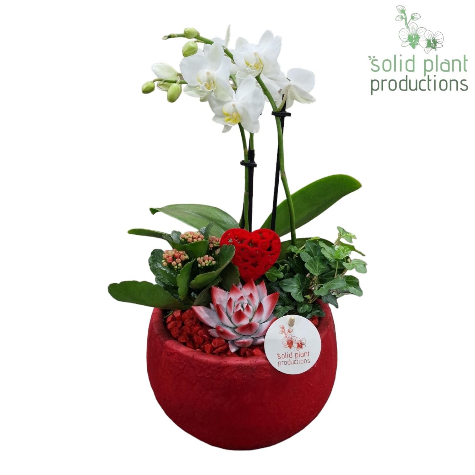 arr. Phalaenopsis PH054RVM 45cm 21cm Pot