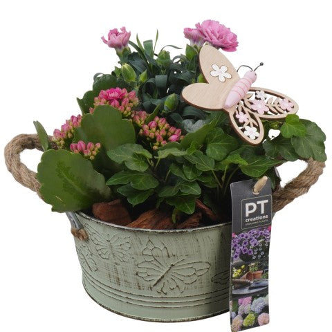 PTPP6824 Arrangementen Perkplanten 20cm 16cm Pot