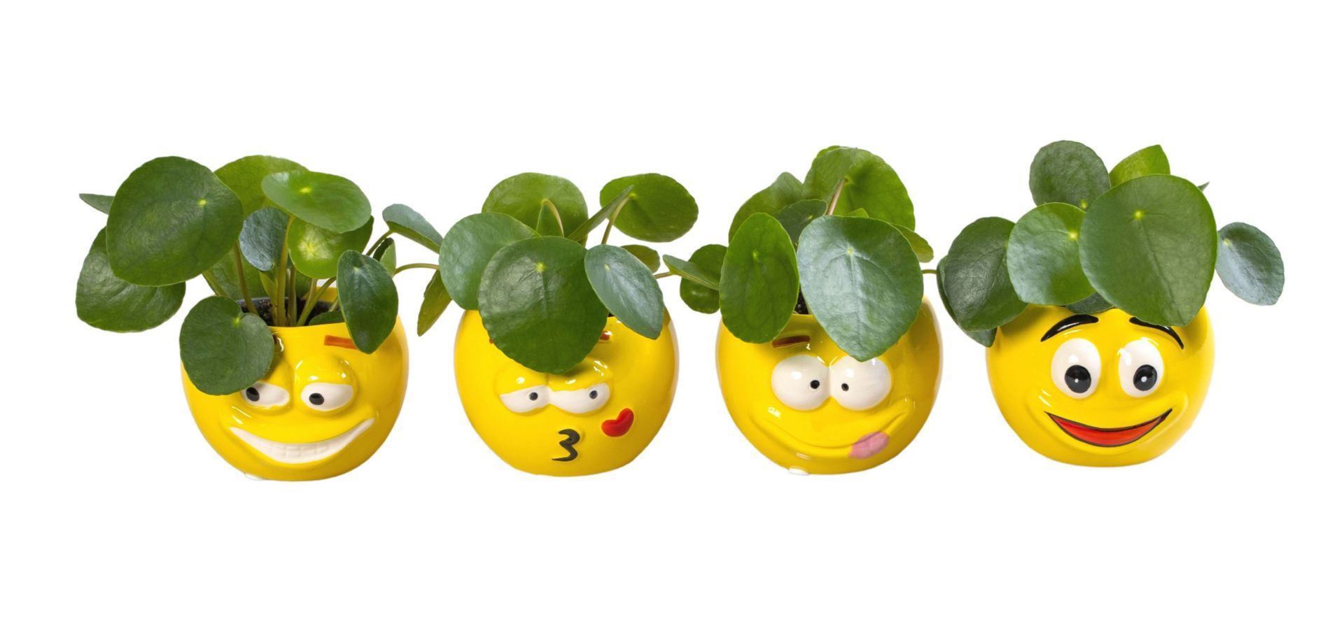 Pilea peperomioides in funny face pot 12cm 6cm Pot