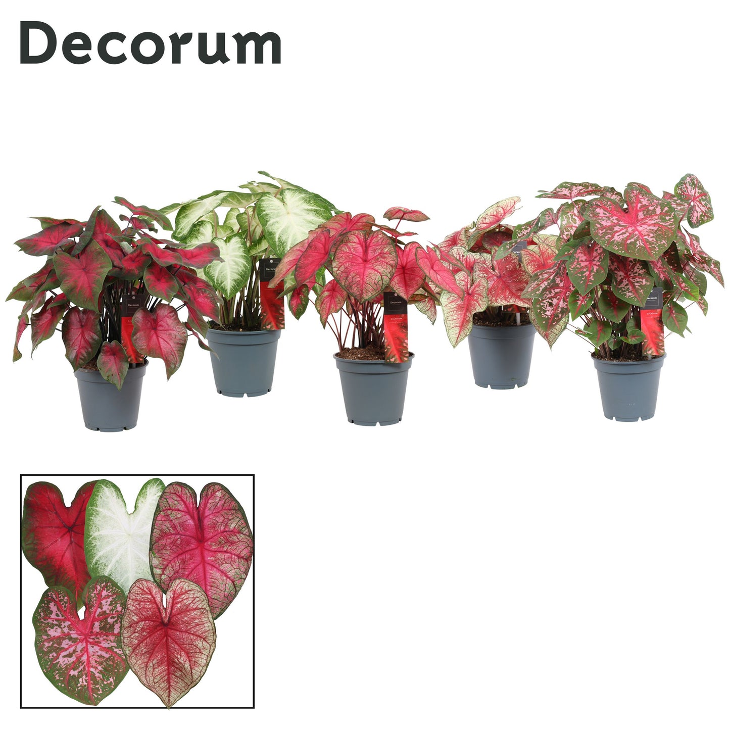 Caladium mix 50cm 17cm Pot