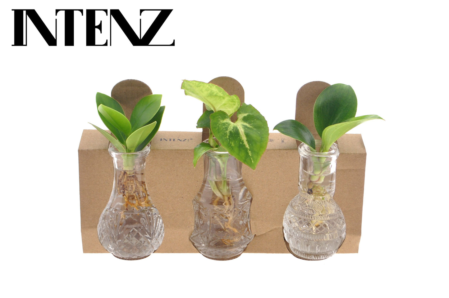 Foliage Intenz mix in Berlin glass 10cm 7cm Pot