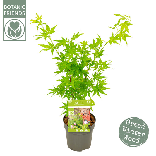 Acer palmatum 40cm 10cm Pot