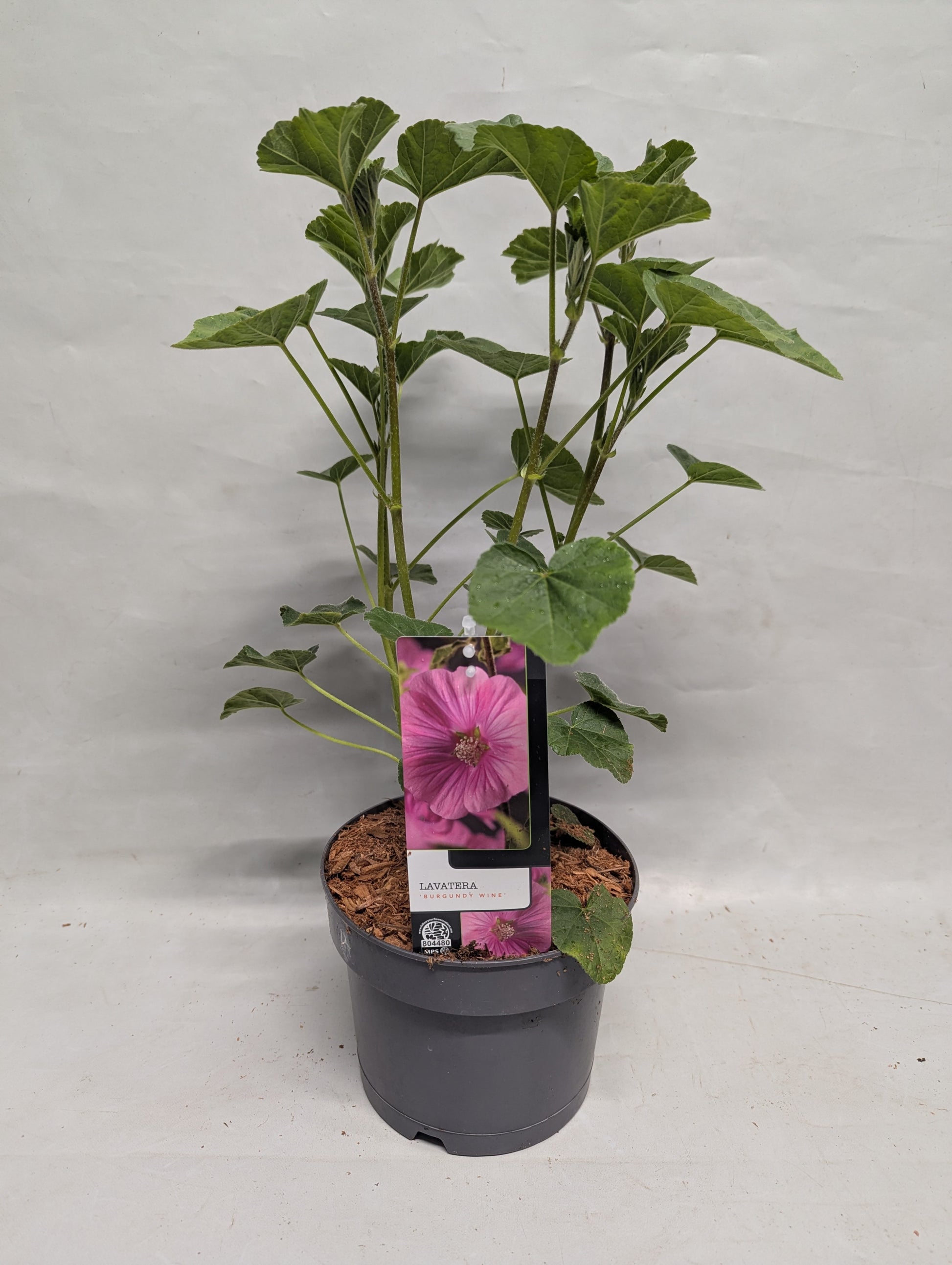 Lavatera Burgundy Wine 15cm 17cm Pot