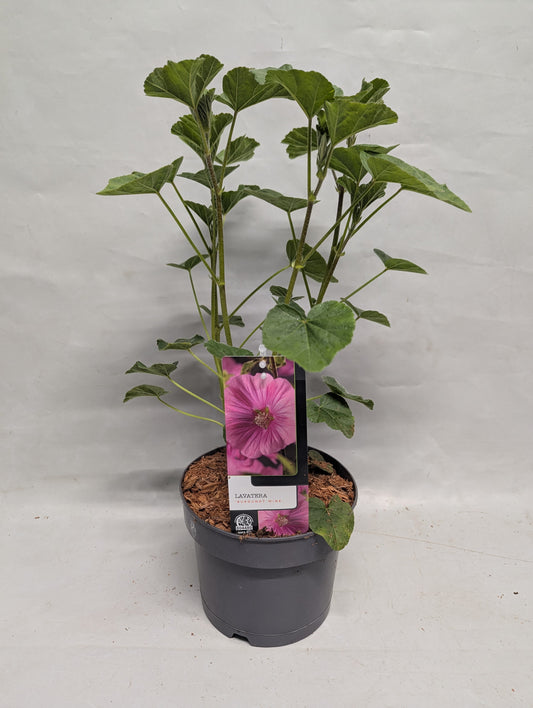 Lavatera Burgundy Wine 15cm 17cm Pot