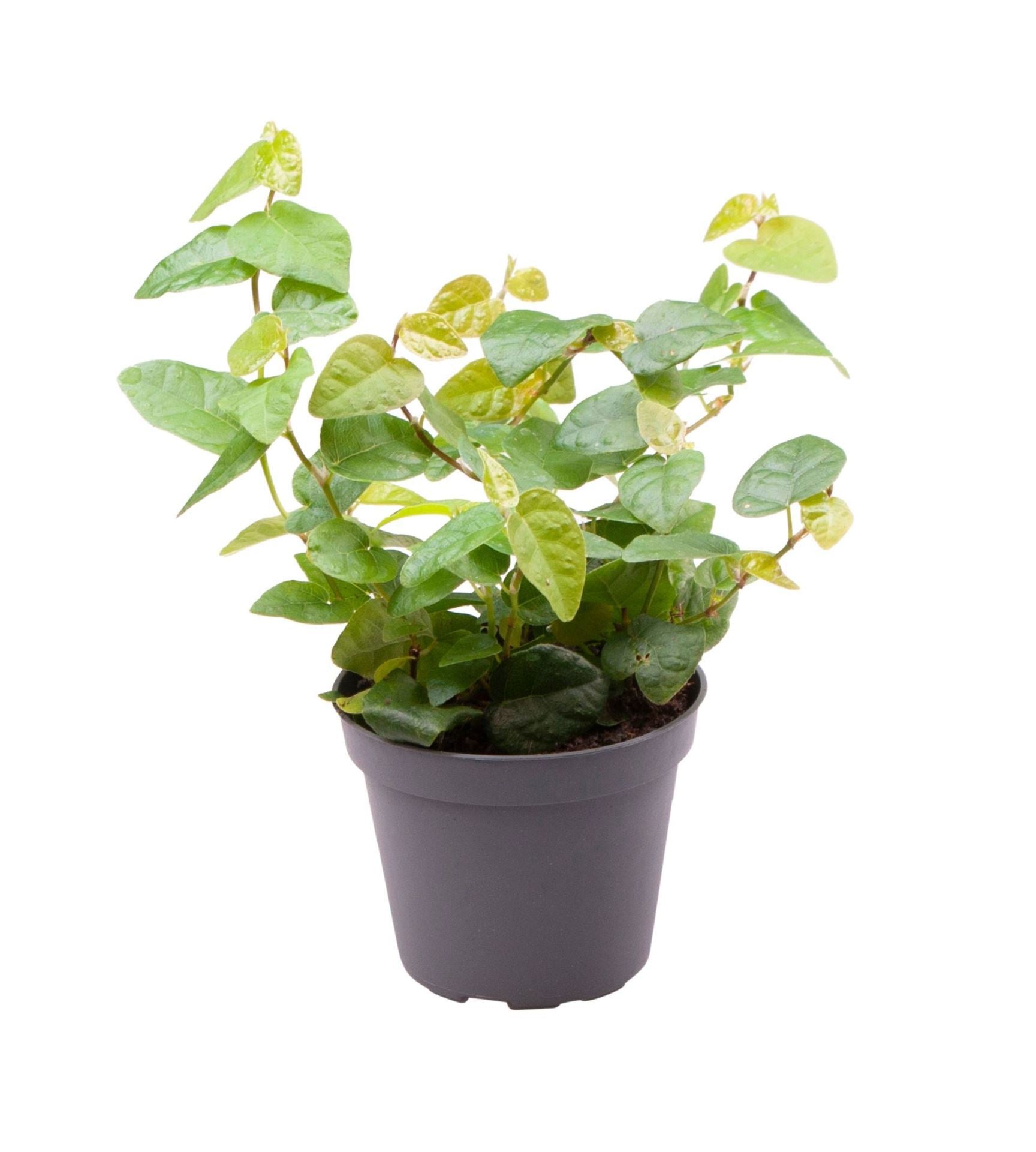 Ficus pum. Green Sunny 6cm Pot