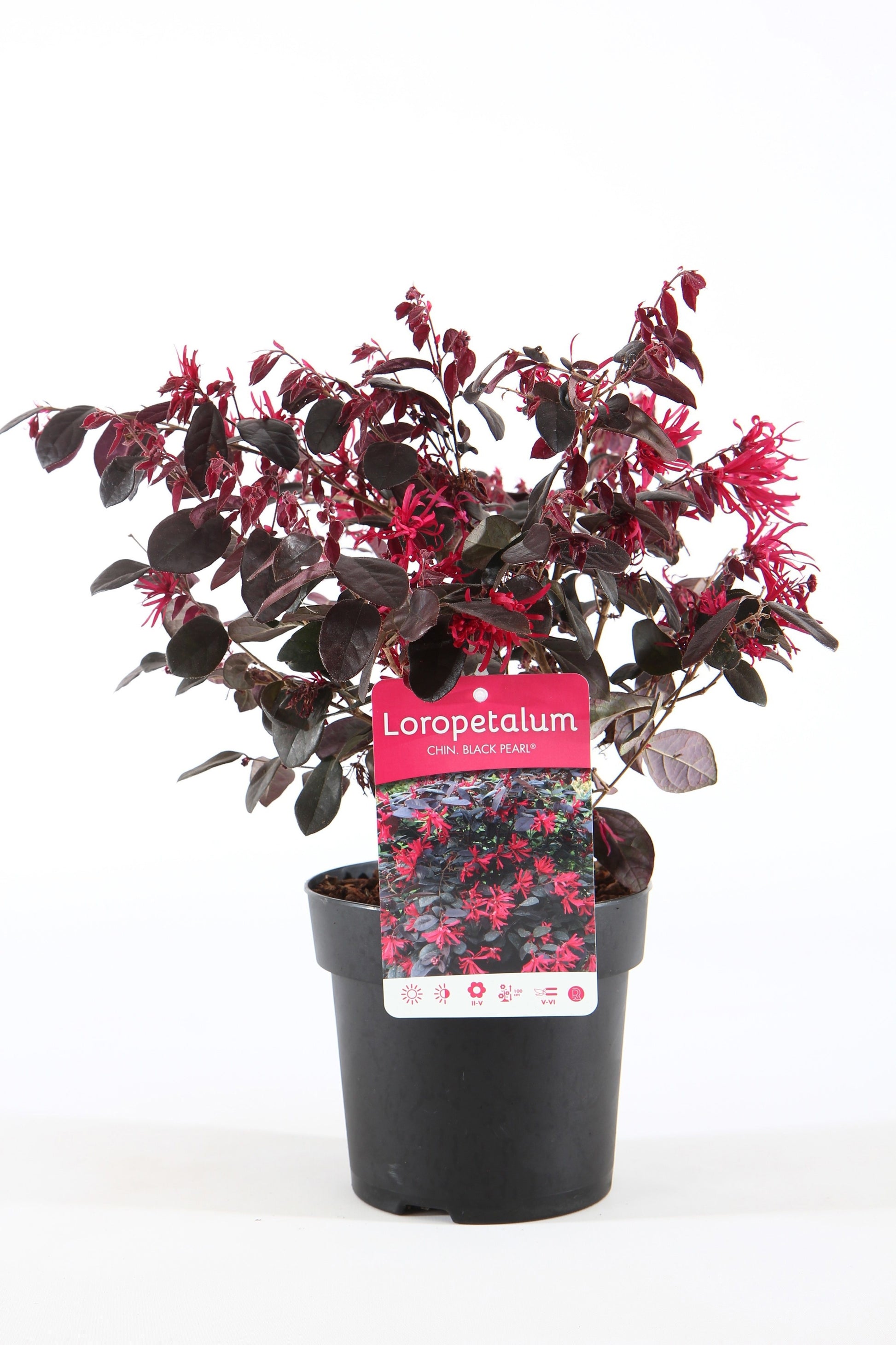 Loropetalum Black Pearl 30cm 15cm Pot