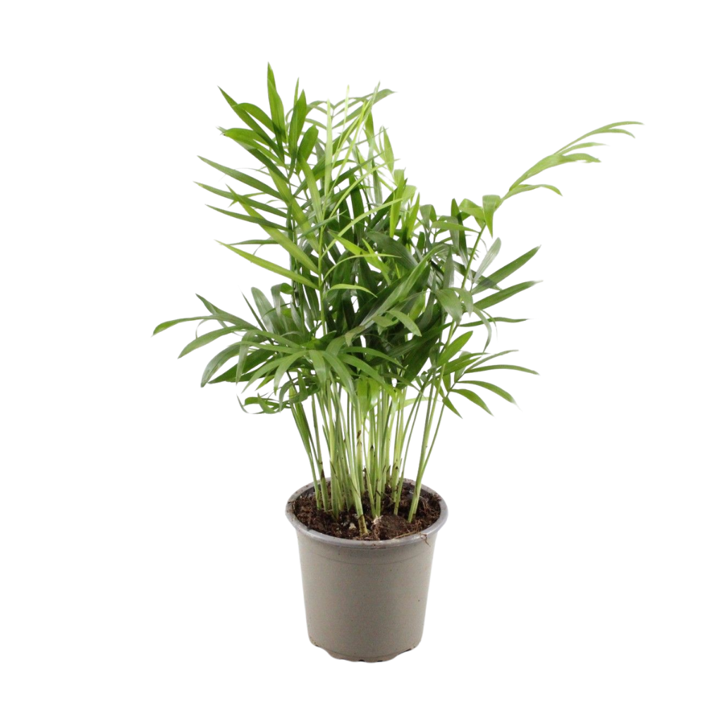Chamaedorea elegans 30cm 9cm Pot