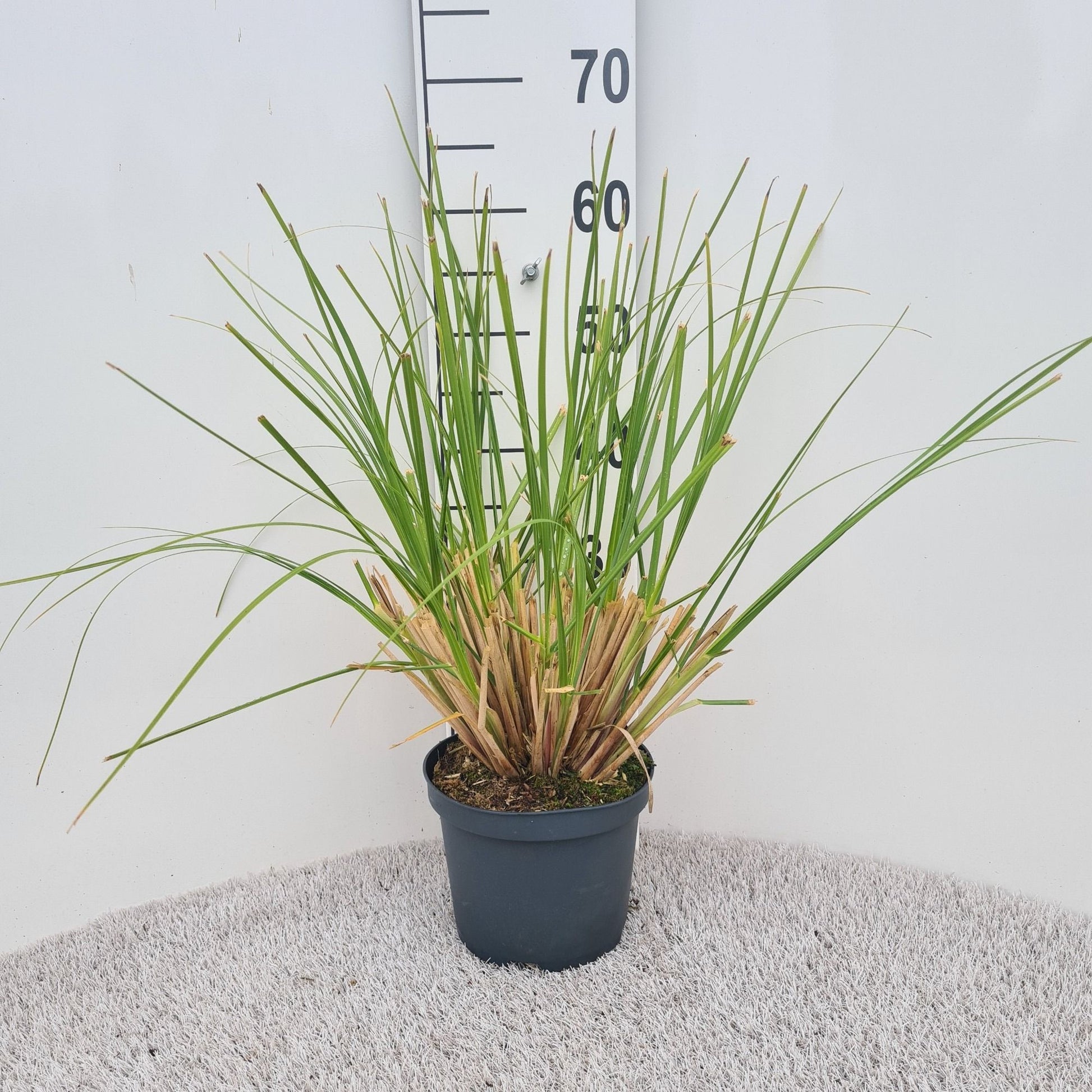 Cortaderia sel. Pumila 50cm 19cm Pot