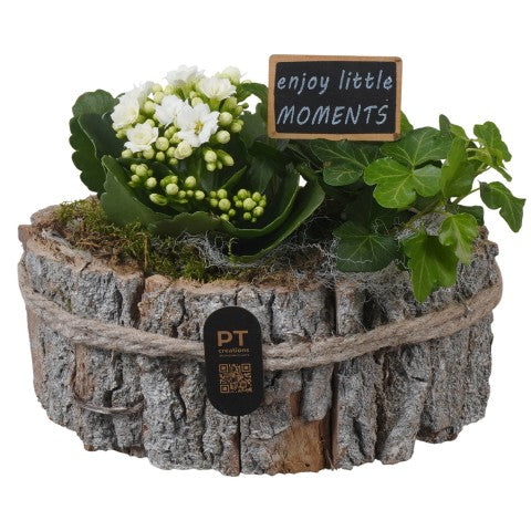 PTIB5254 Arrangementen kamerplanten 18cm 22cm Pot
