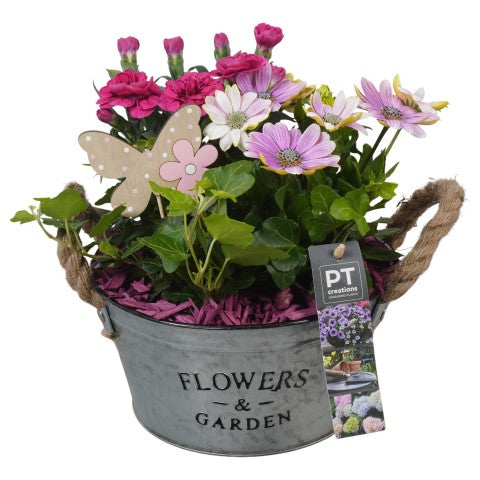 PTPP6908 Arrangementen Perkplanten 28cm 19cm Pot
