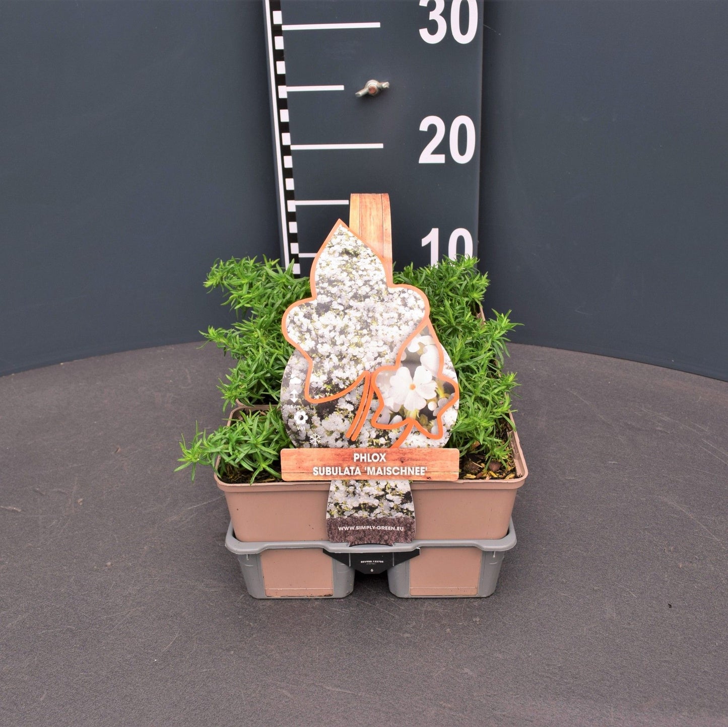 Phlox sub. Maischnee 6-pack 5cm 9cm Pot