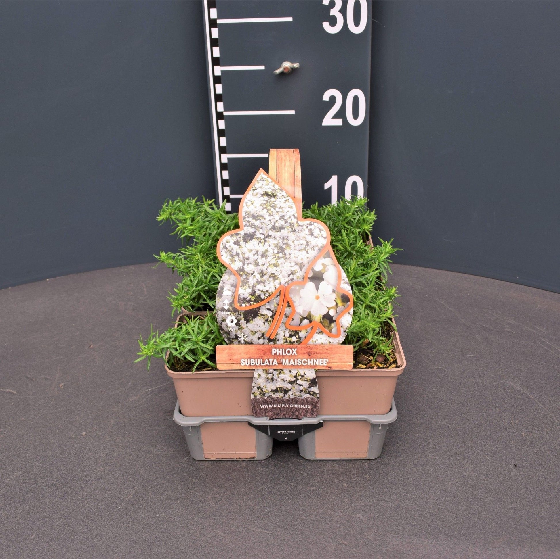Phlox sub. Maischnee 6-pack 5cm 9cm Pot