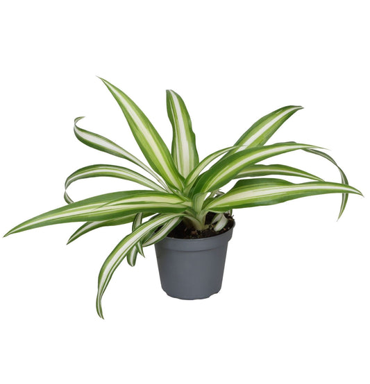 Chlorophytum Variegated 12cm 6cm Pot