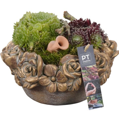 PTS7459 Arrangementen Sempervivum 17cm 22cm Pot