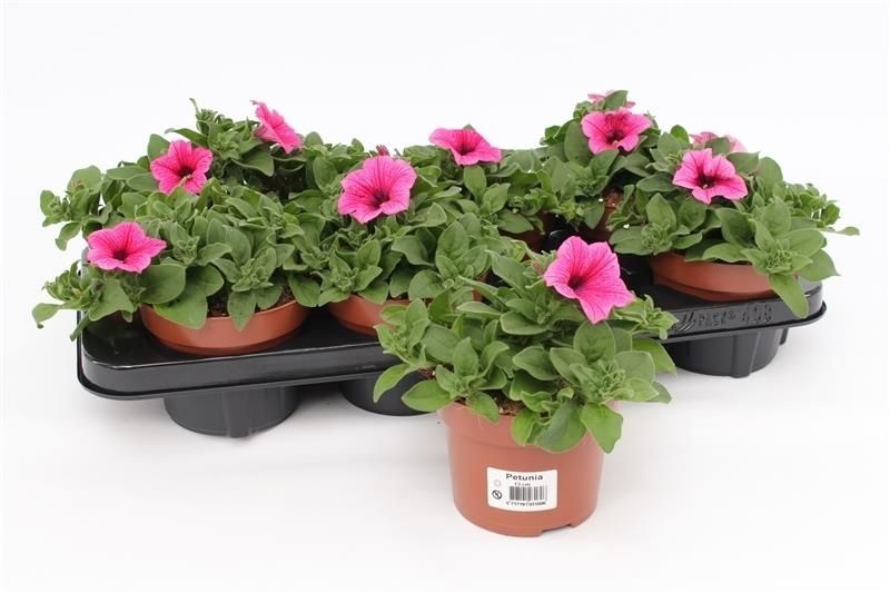Petunia Famous Pink 15cm 13cm Pot