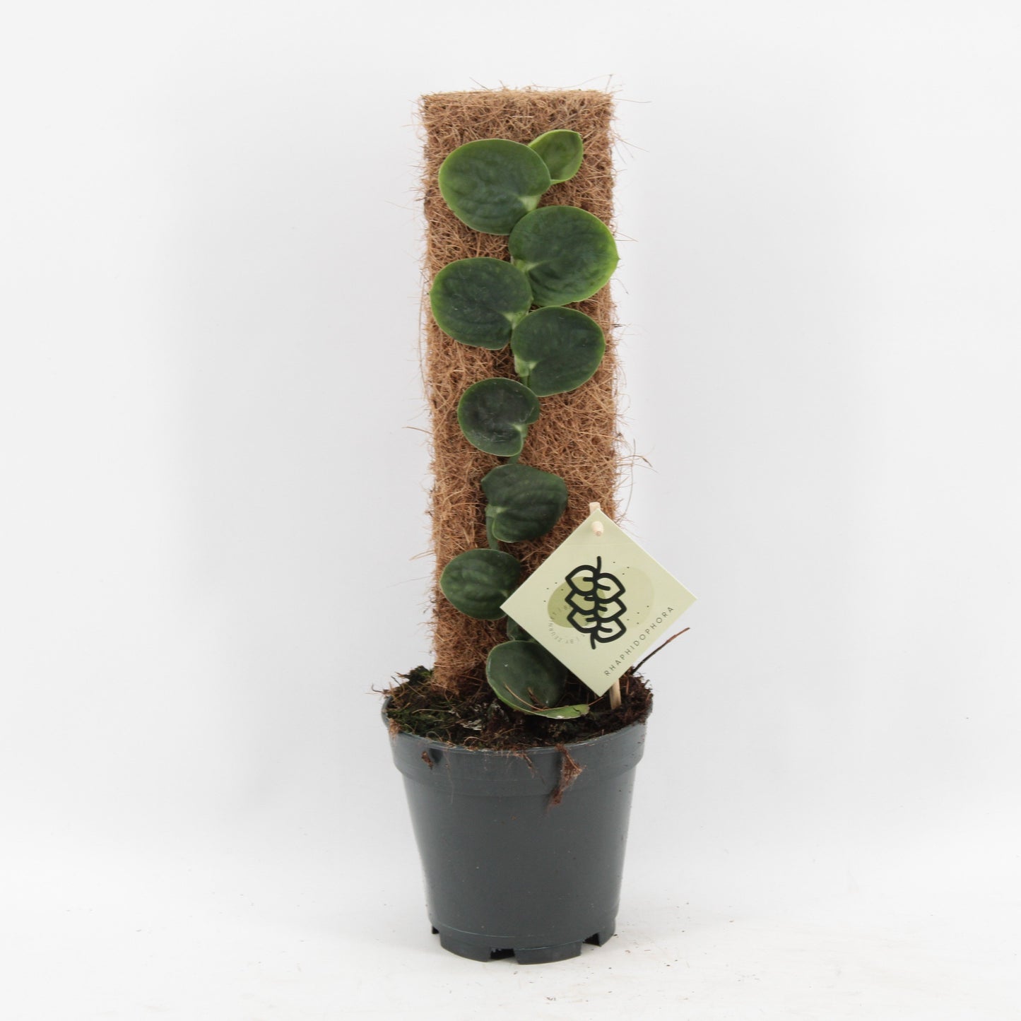 Rhaphidophora celatocaulis 50cm 14cm Pot