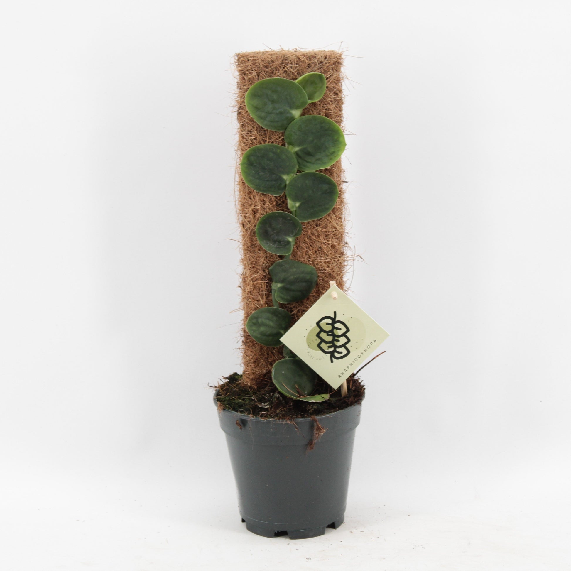 Rhaphidophora celatocaulis 50cm 14cm Pot