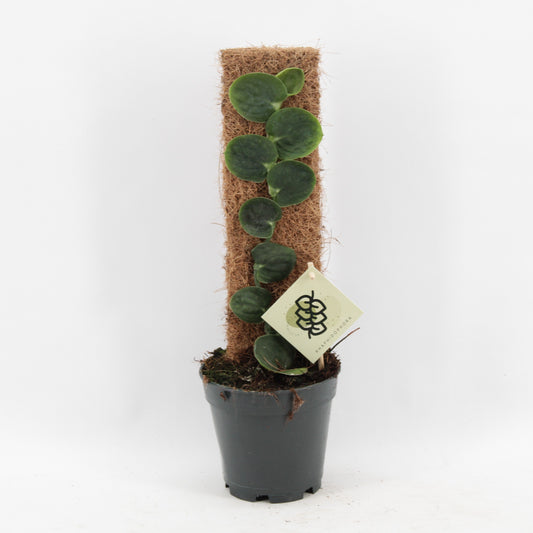 Rhaphidophora celatocaulis 50cm 14cm Pot