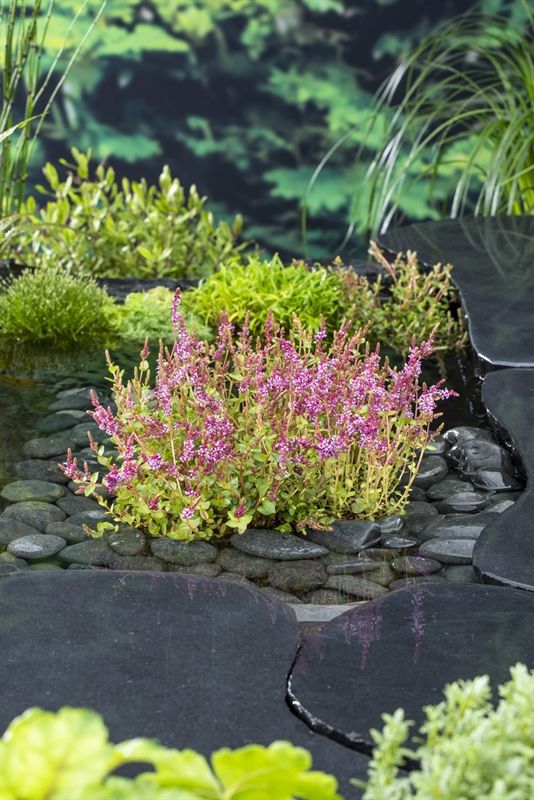 Rotala indica (18 x 18) 30cm 18cm Pot