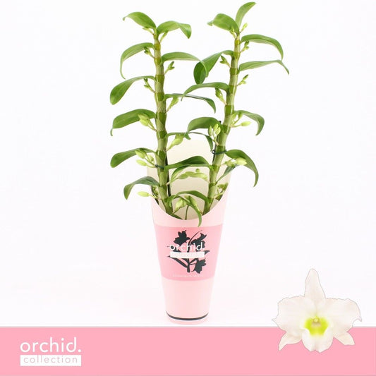Dendrobium Apollon potcover 55cm 12cm Pot