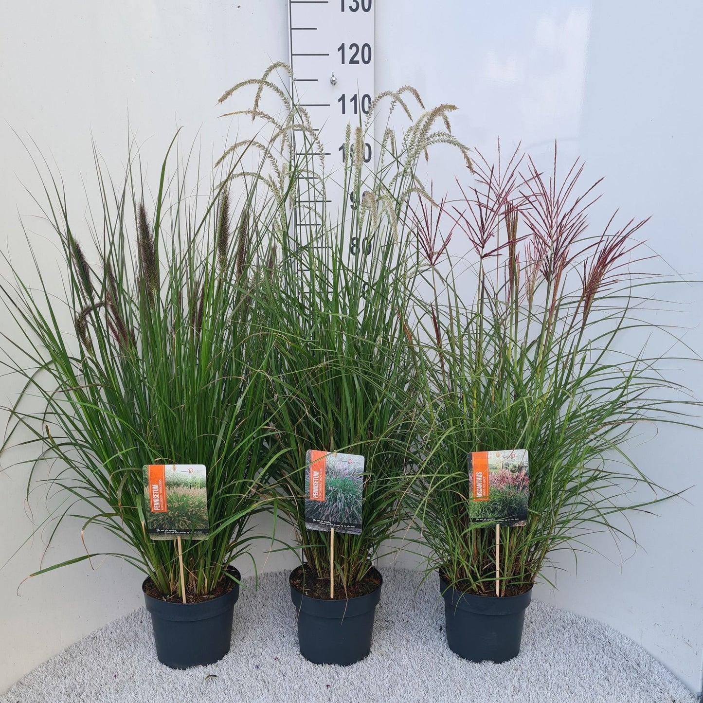 Miscanthus sinensis 40cm 19cm Pot